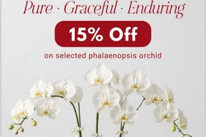 It's here — 15% off selected Phalaenopsis Orchids