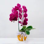 Amethyst Blaze Orchid