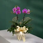 Pesona Raya - Purple Phalaenopsis