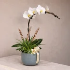 Cahaya Syawal - White Phalaenopsis